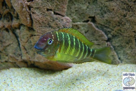 Tropheus moorii 'Namansi'